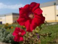 /album/macro/flor-vermelha-jpg/